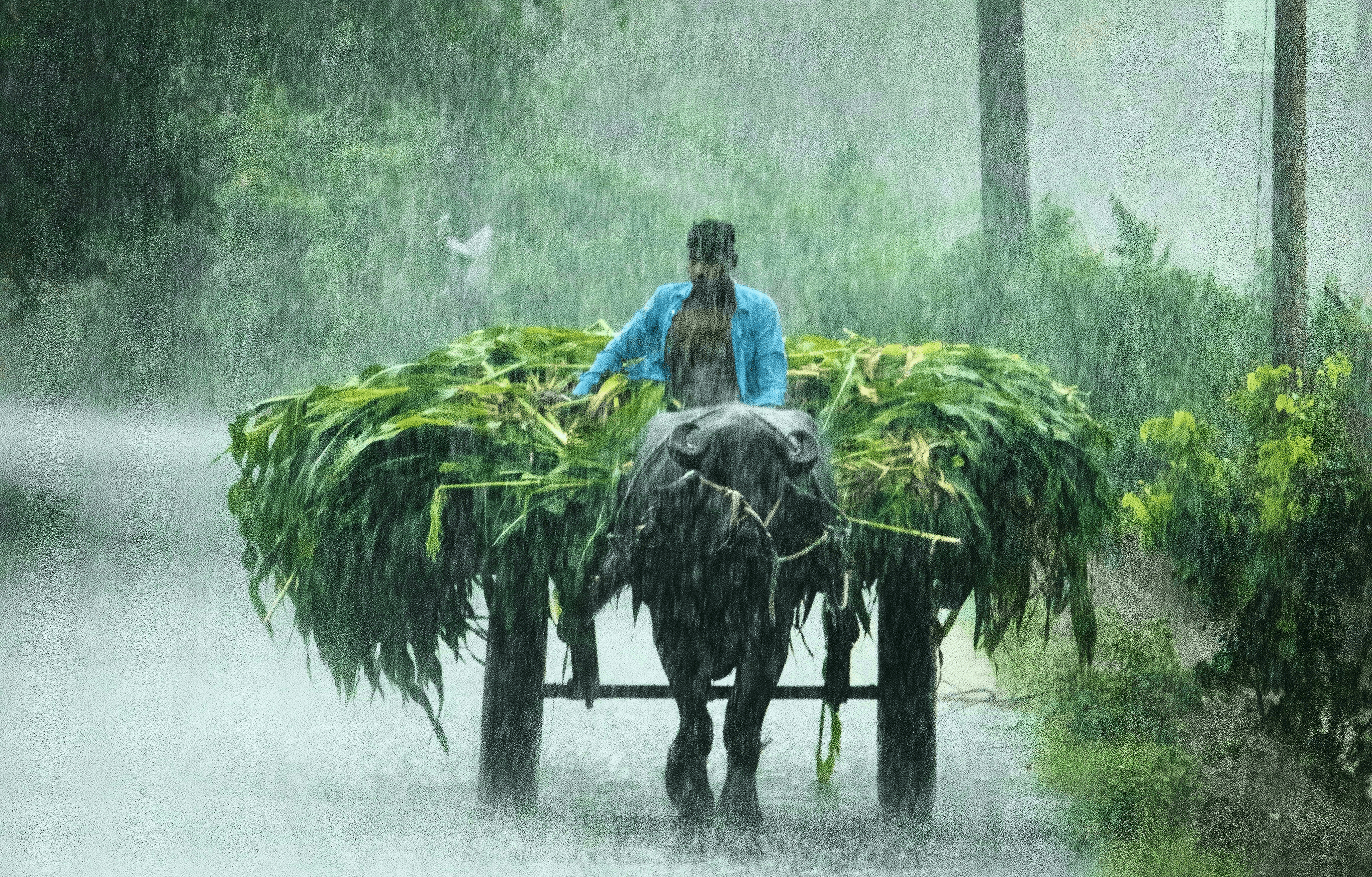 Monsoon 2026: Why economists are worried about rainfall predictions